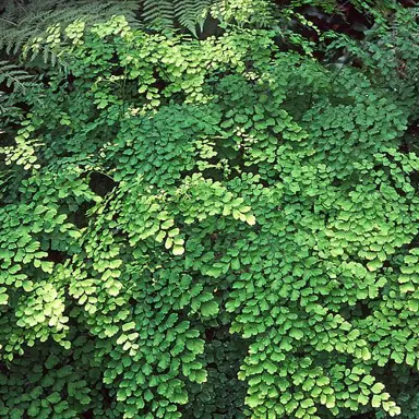 adiantum-aethiopicum-1