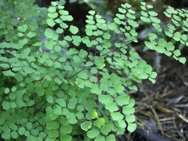 adiantum-aethiopicum-3