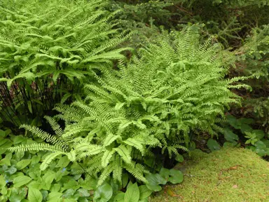 Adiantum aleuticum ferns growing as a cluster.