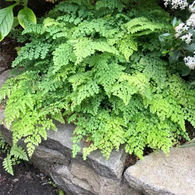 Adiantum venustum fern growing in a garden.