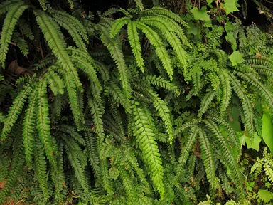 adiantum-hispidulum-3