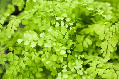 adiantum-raddianum-