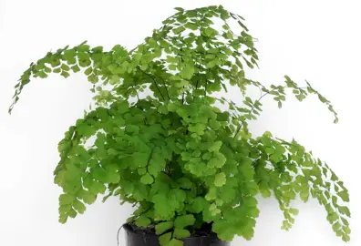 adiantum-raddianum-3