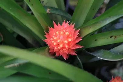 Aechmea covata plant with an orange flower.