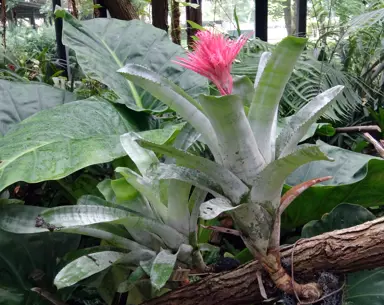 aechmea-fasciata-1