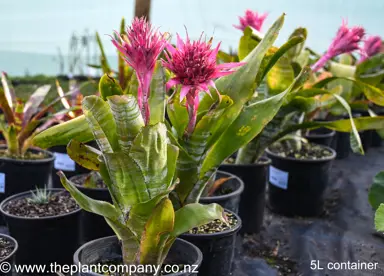 aechmea-fasciata-2