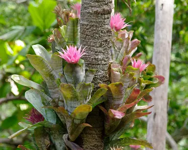 aechmea-fasciata-3