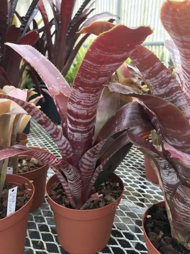 Aechmea fasciata purpurea plant.