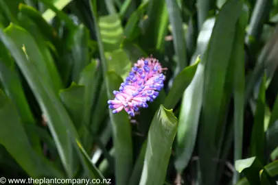 Aechmea gamosepala blue and pink flower.