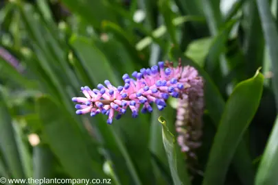 Aechmea gamosepala blue and pink flower up close.