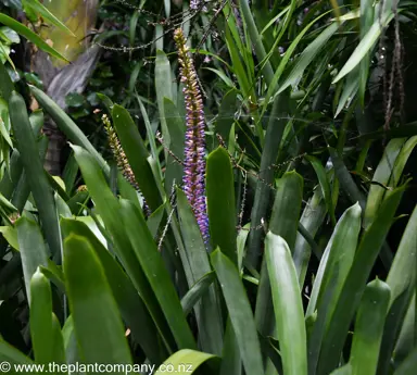 Aechmea gamosepala plant with a tall blue and flower spike.