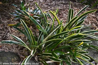 Aechmea gamosepala 'Lucky Stripe' plants with variegated leaves.