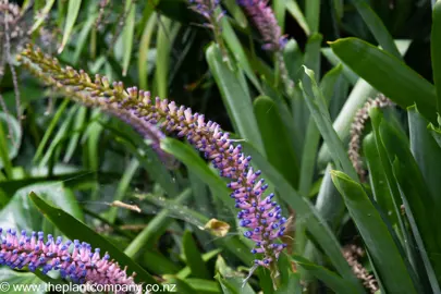 Aechmea gamosepala plant with blue flowers.