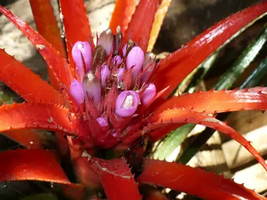 Aechmea recurvata plant with red foliage and pink flowers.