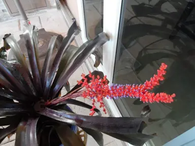 Aechmea 'Royal Wine' plant with dark red foliage and a red flower.