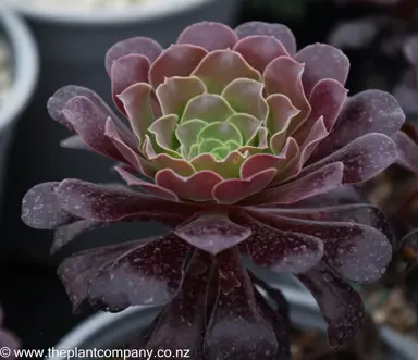 Aeonium arboreum and its succulent, purple leaves