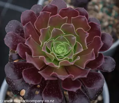 Aeonium arboreum with succulent and beautiful, purple leaves