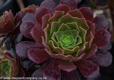 Aeonium arboreum showcasing vibrant purple leaves.