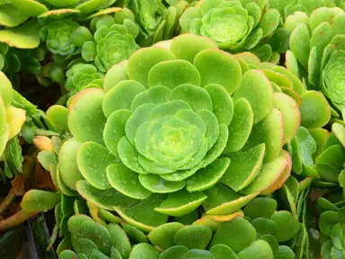 Aeonium canariense plant with green leaves.