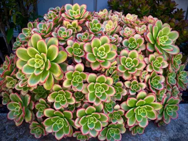 Aeonium haworthii 'Kiwi' plant with colourful leaves.