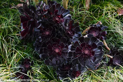 Aeonium schwarzkopf rosettes of purple-black leaves.