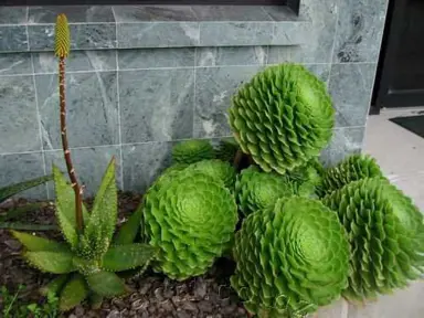 Aeonium subplanum plant with green leaves.