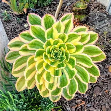 Aeonium 'Sunburst' plant with yellow and green leaves.