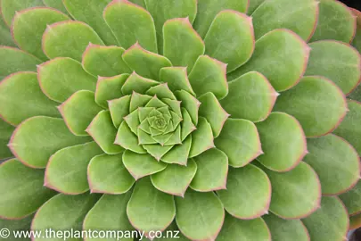 aeonium-tabuliforme-