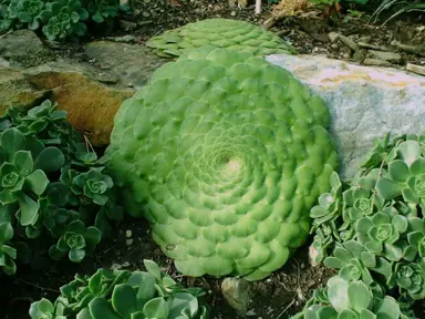 aeonium-tabuliforme-2