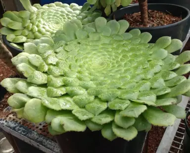 aeonium-tabuliforme-3