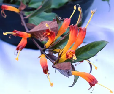 Aeschynanthus Black Pagoda plant with orange flowers.