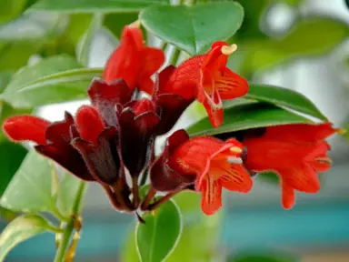 aeschynanthus-radicans-1