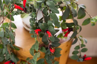 aeschynanthus-radicans-2