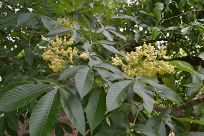 Aesculus flava dark green foliage.