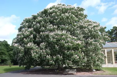 Aesculus indica 'Sydney Pearce' tree with pink flowers.