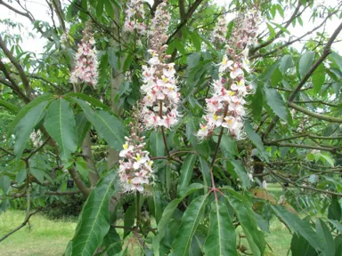 aesculus-indica-