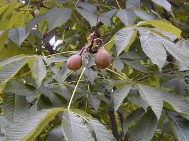 aesculus-turbinata-