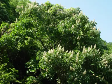 aesculus-turbinata-2