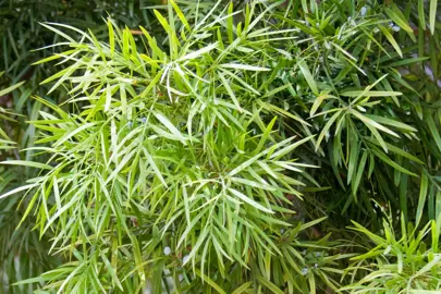 Afrocarpus gracilior green foliage.