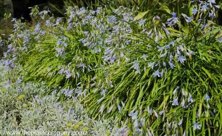 agapanthus-baby-blue--1