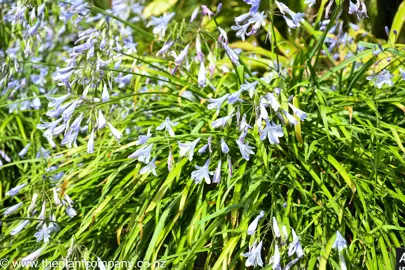 agapanthus-baby-blue-