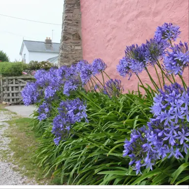 Agapanthus Bingo Blue plants with blue flowers.