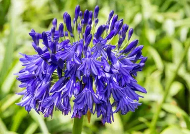 Agapanthus 'Black Buddhist' purple flowers.