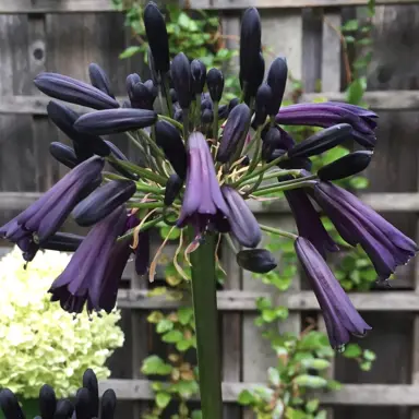 Agapanthus 'Black Magic' dark purple flowers.