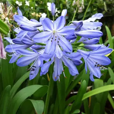 Agapanthus 'Blue Heaven' blue flowers.