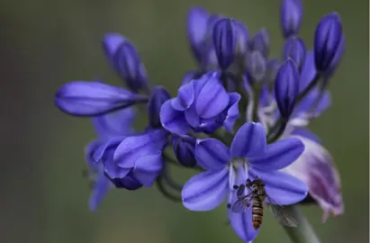 Agapanthus Bressingham Blue flowers.