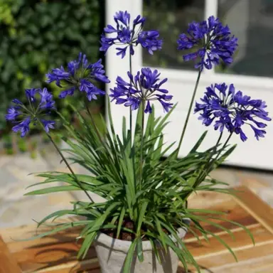 Agapanthus Brilliant Blue plant in a pot with dark blue flowers.