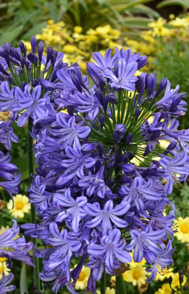 Agapanthus Buccaneer plants with blue flowers.