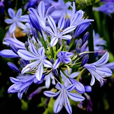 agapanthus-charlotte-