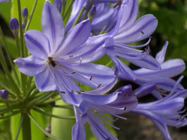 Agapanthus Donau blue flowers.